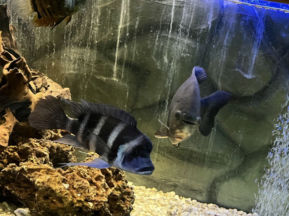 Frontosa blue Zaire samiec