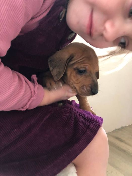 Малюки метиси такси