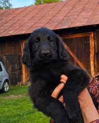 Flat Coated Retriever FCI - czarna dziewczynka