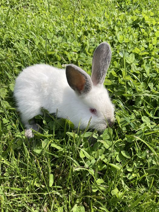 Króliki kalifornijskie