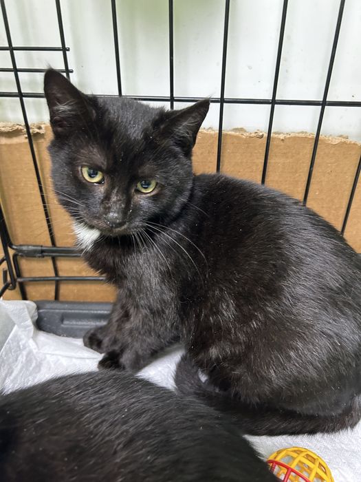 Кошенята котики шукають родини