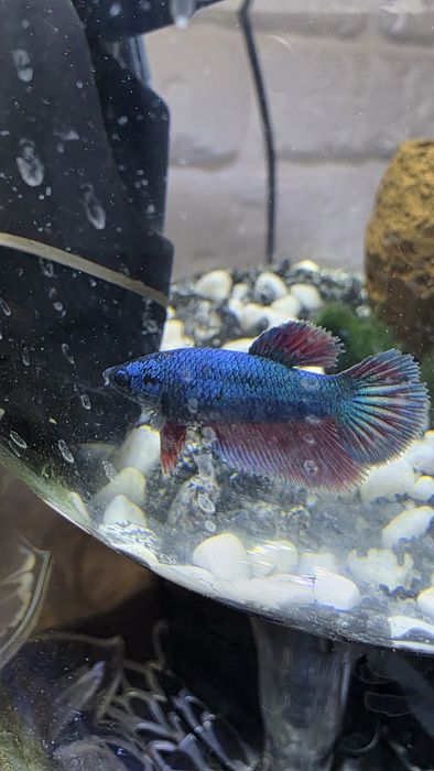 Рыбки петушки ,на подарок  и просто для души