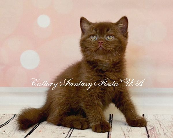 Шоколадный британский котенок