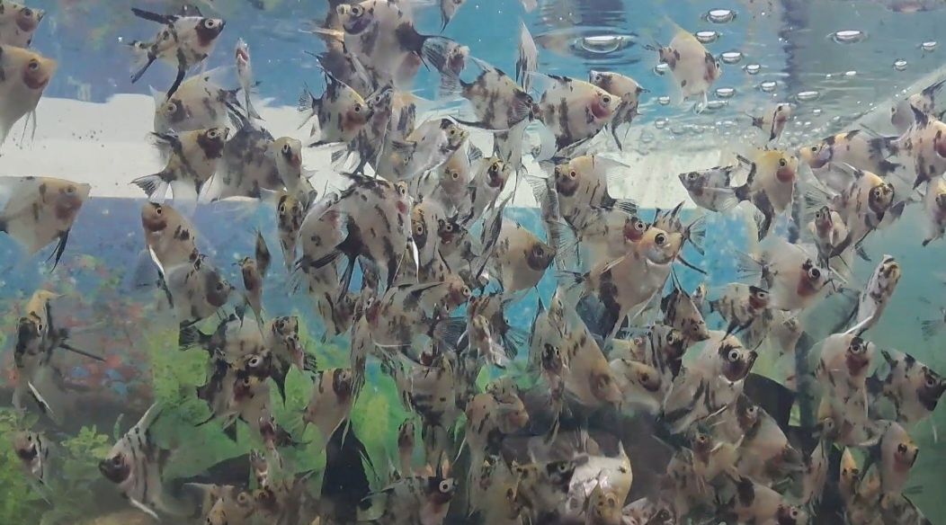 Акваріумні рибки Тернеція  Glo fish , даніо гуппі, меченосець.