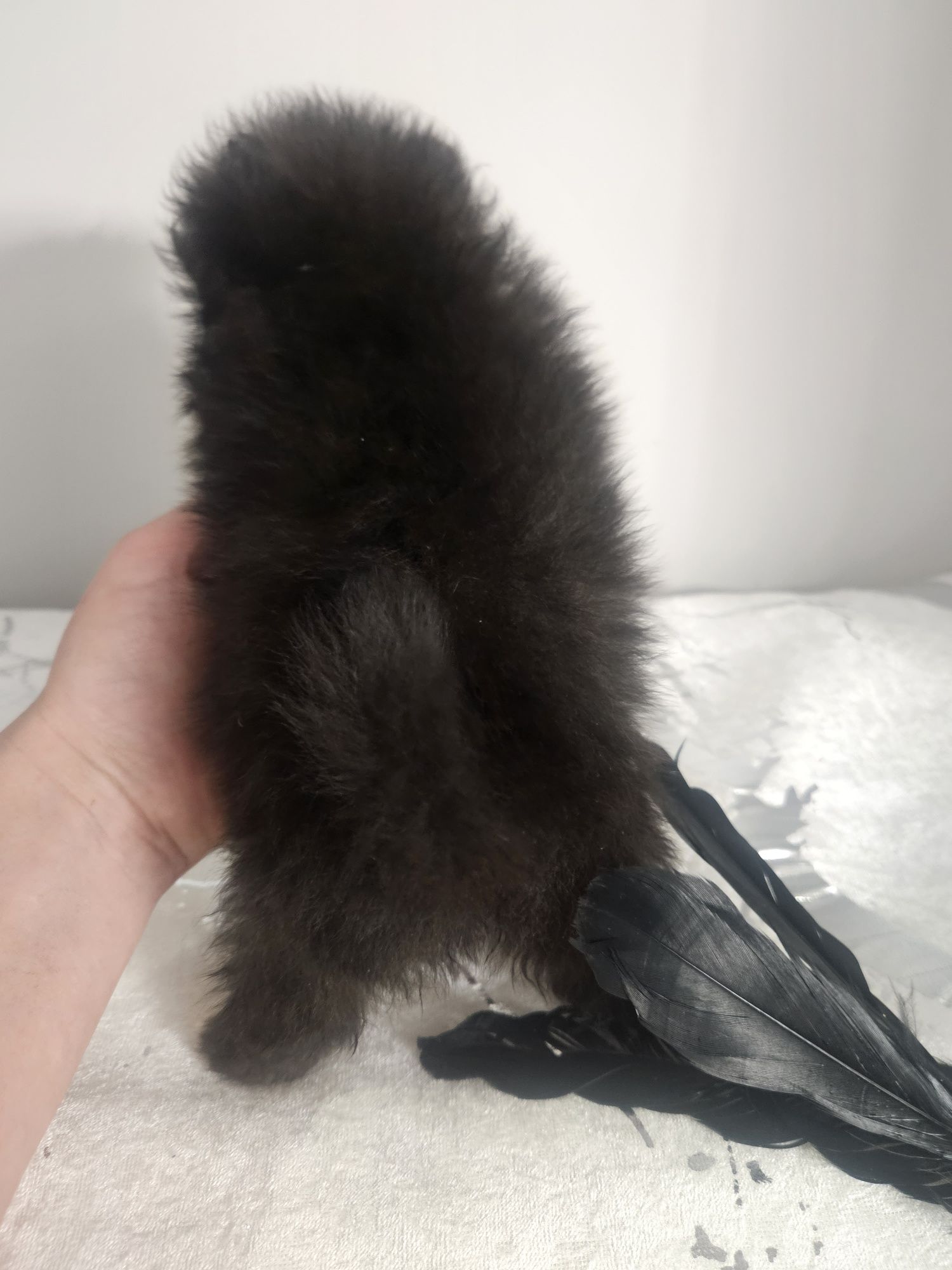 Pomeranian tyci czarna suczka