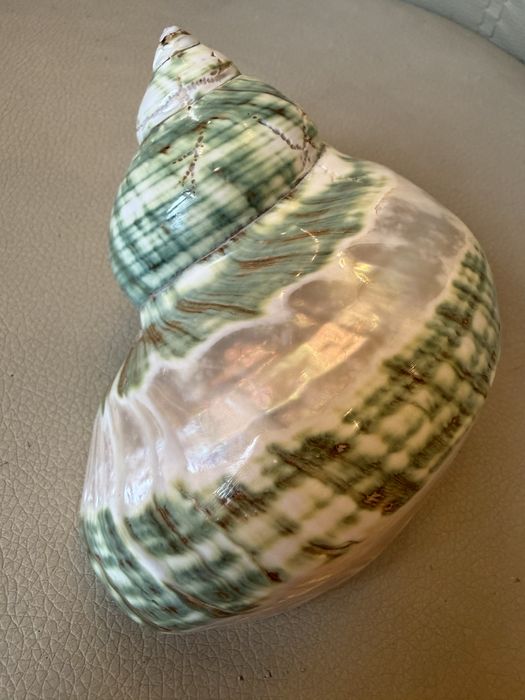 Ракушка мушля 14 см