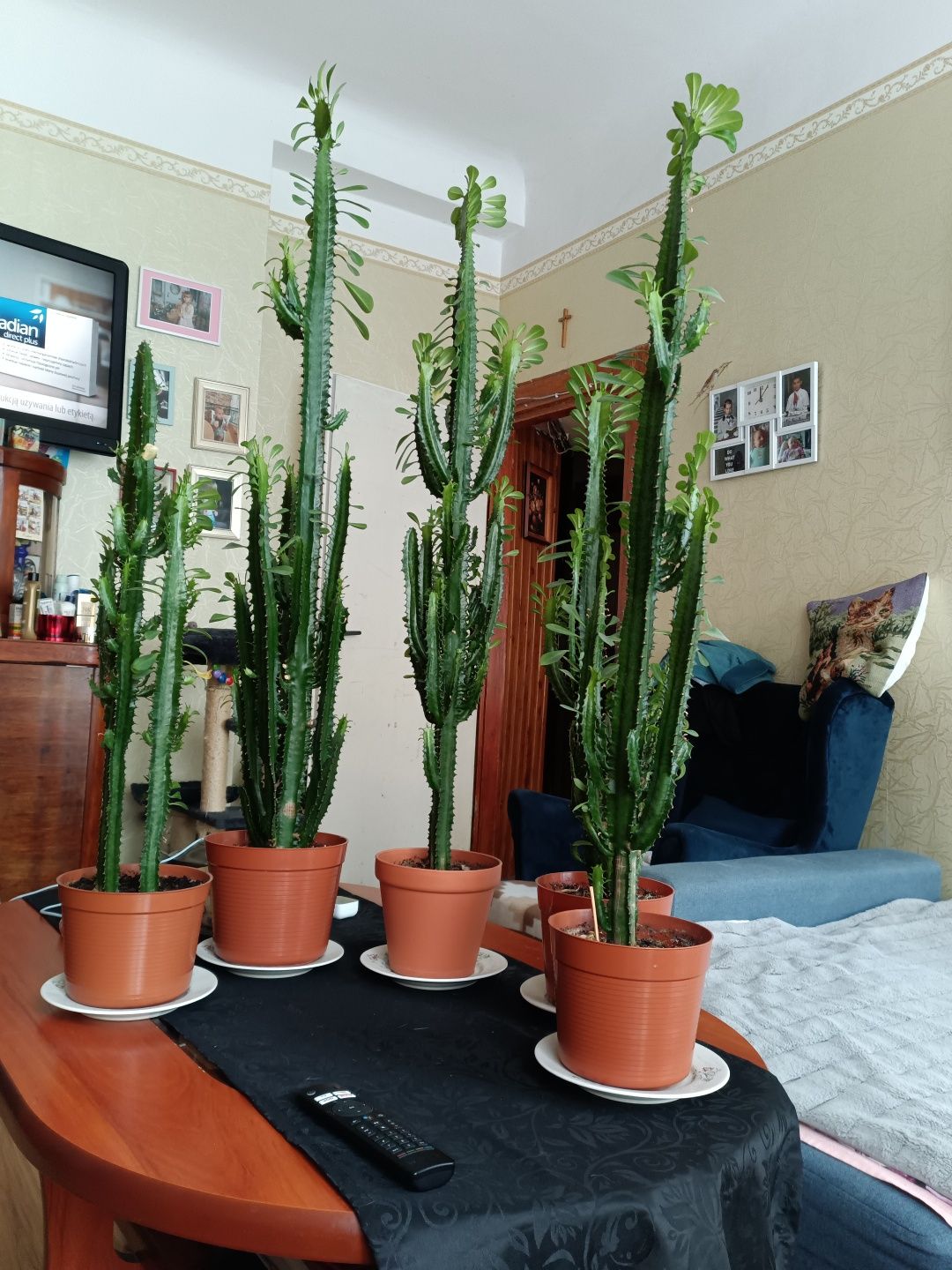 Sprzedam wilczomlecz