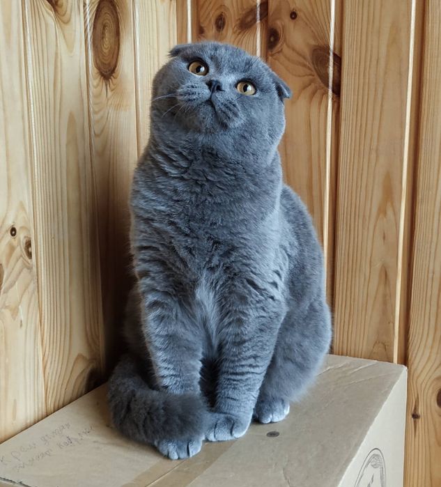 Висловухий ніжний котик чекає на своїх чарівних дам