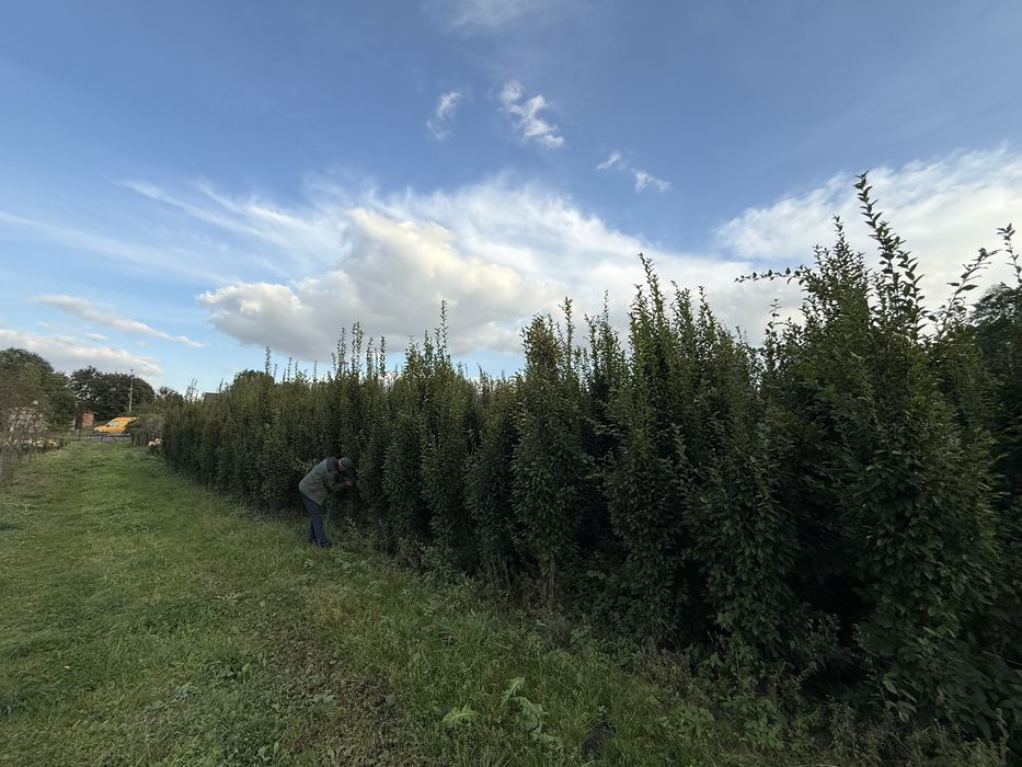 Grab FASTIGIATA (Carpinus betulus) kolumnowy o obwodzie 14-16cm.