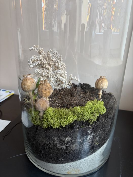 Terrarium, slój z mchem - ok 60cm