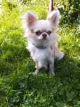 chihuahua chihuahua śliczny