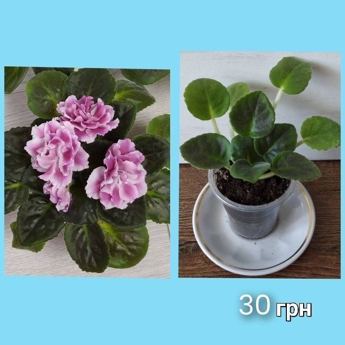 Фіалка сортова "Катерина"