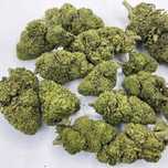 Susz konopny CBD Bubblegum 1kg 4900 zł/kg.