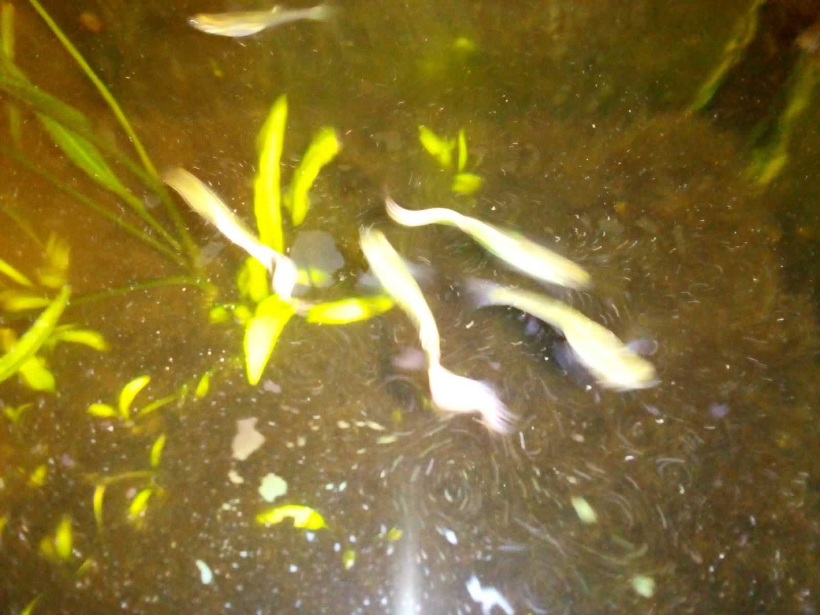 Акваріум з рибками "гуппі"