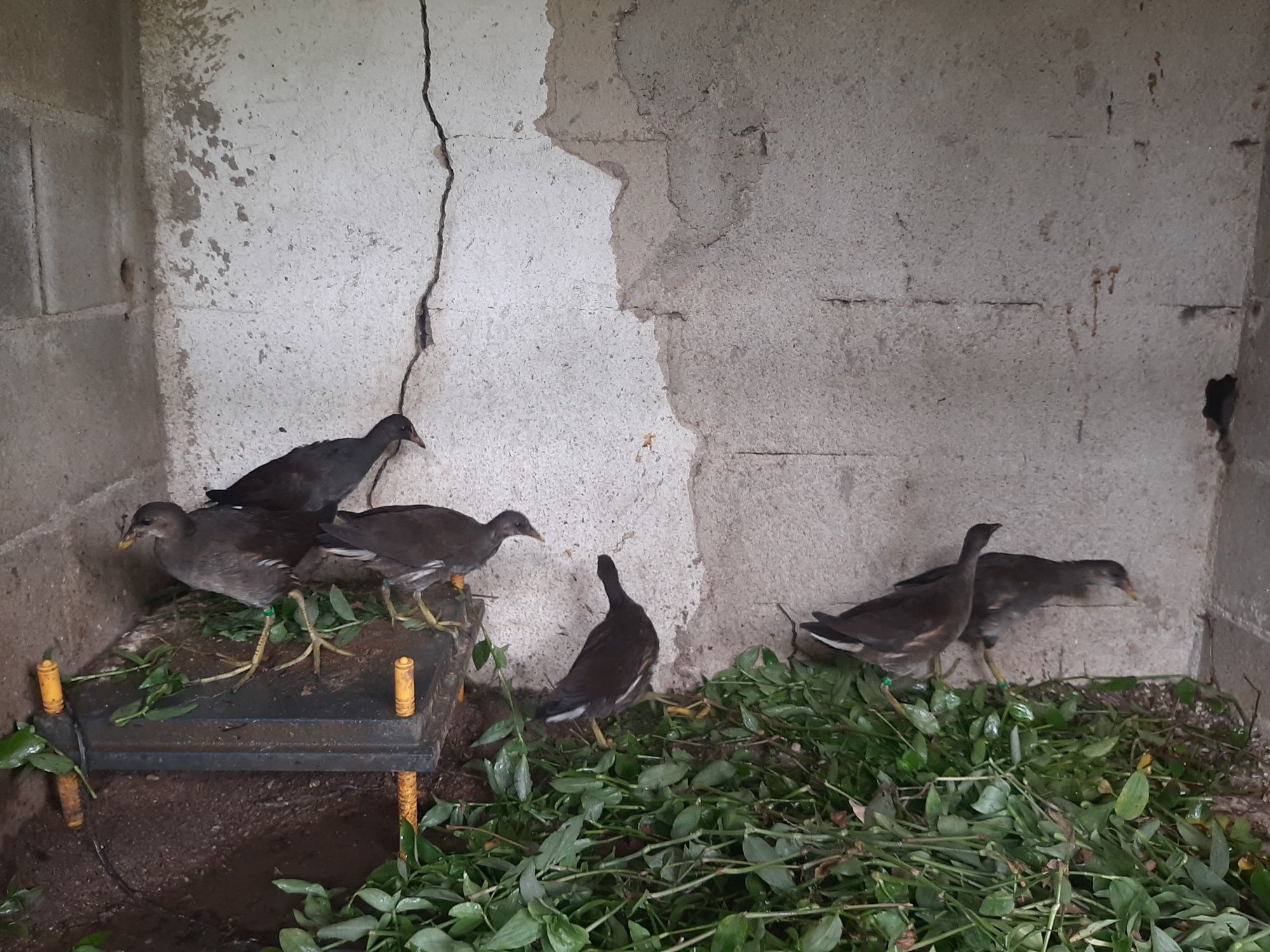 Galinhas de água