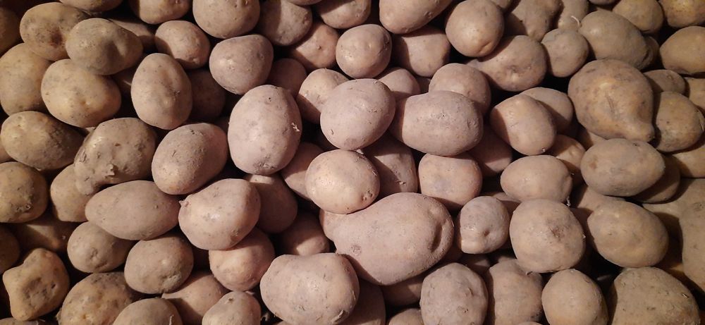 Sprzedam ziemniaki
