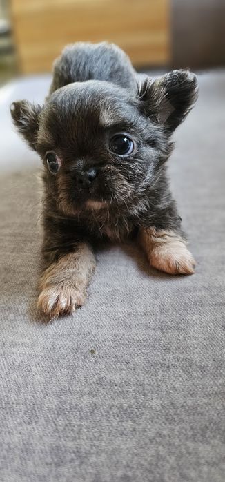 Chihuahua mini Blue tan długowłosy