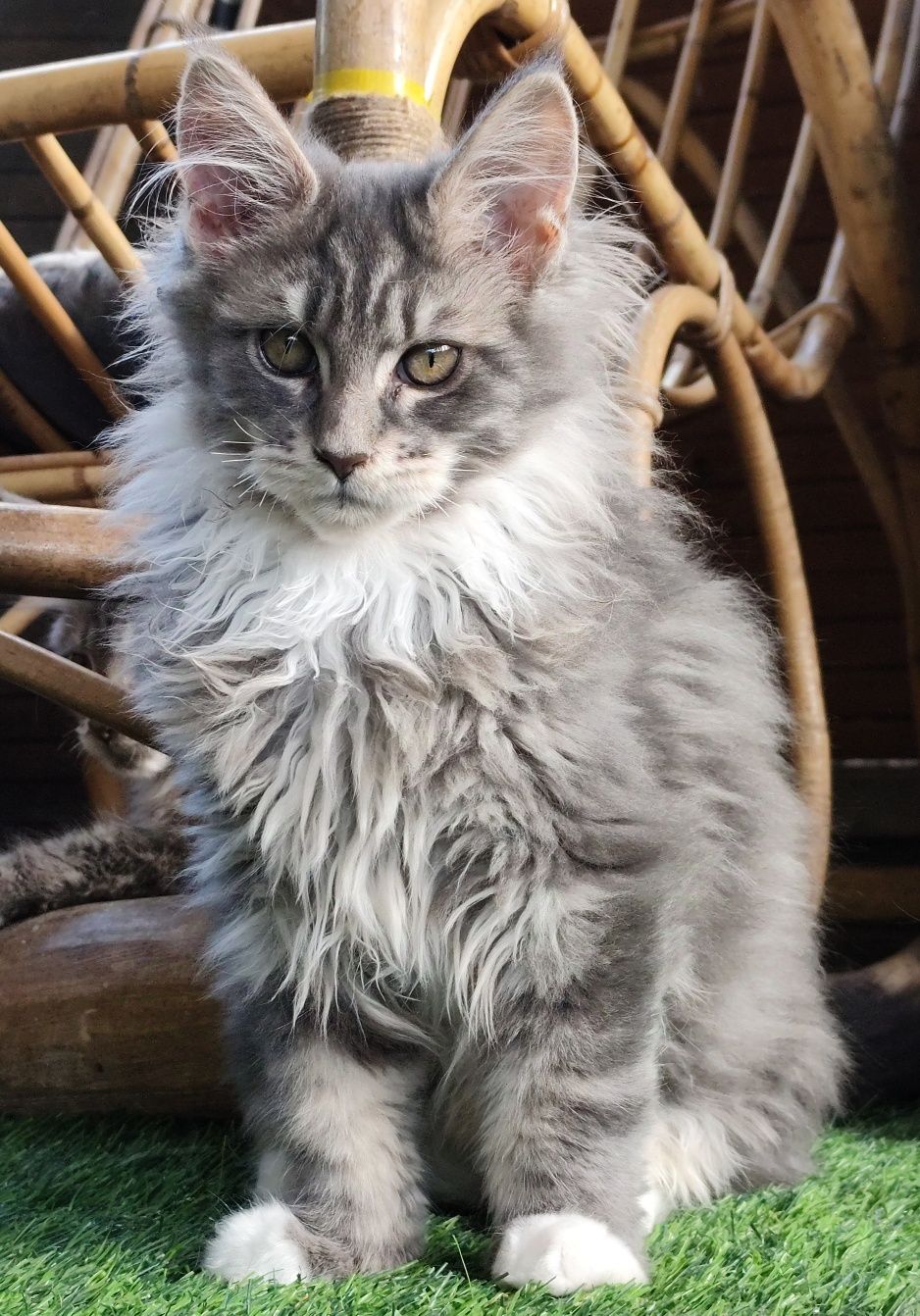 Cudowny Kocurek Maine Coon Fernando Ashantu*PL gotowy do odbioru