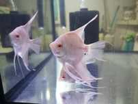 Pterophyllum scalare albino marble skalar