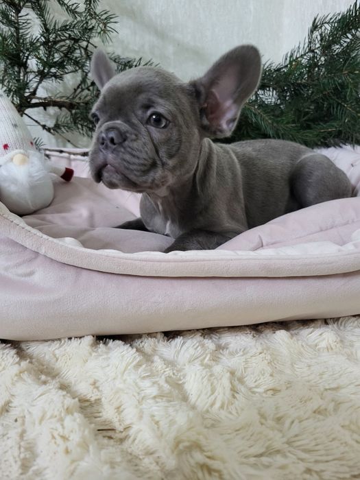 Французький бульдог