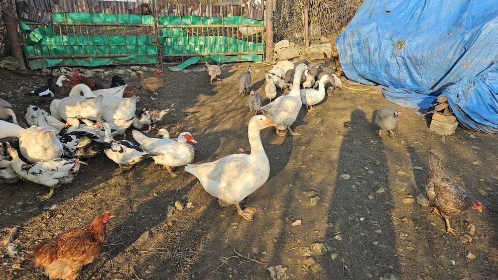 Gęsi białe Swojskie