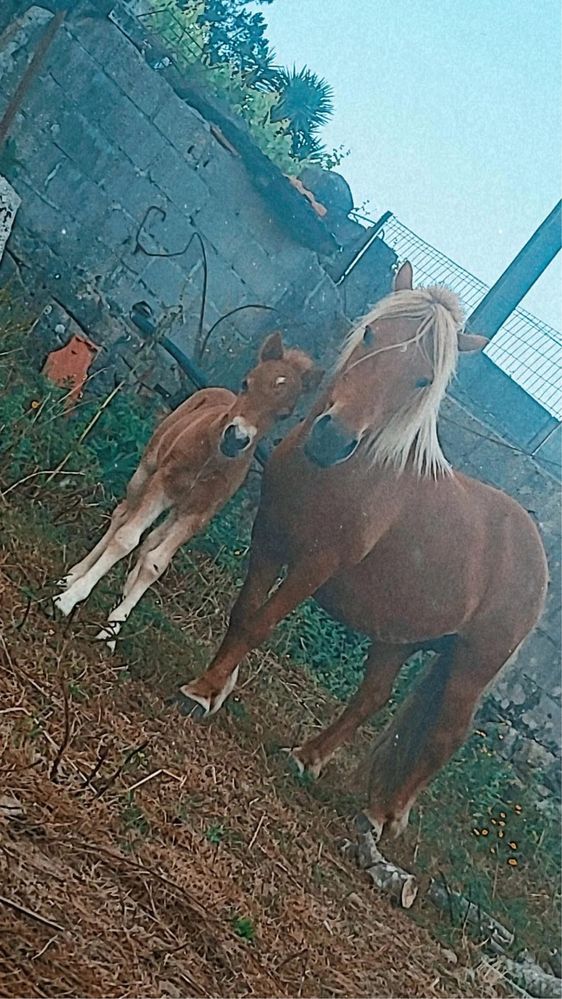 Poneis com 7 anos livro verde