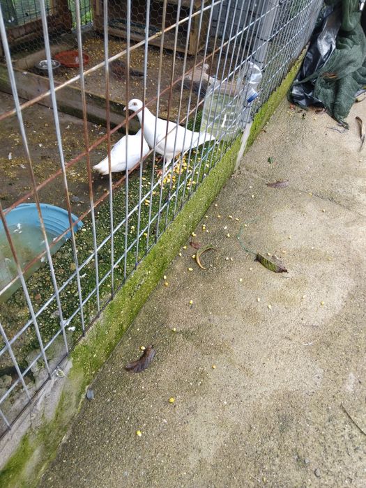 Vendo casal de pombas brancas novas