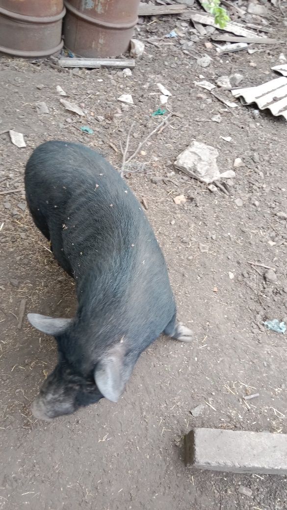 Продается вьетнамская свиноматка