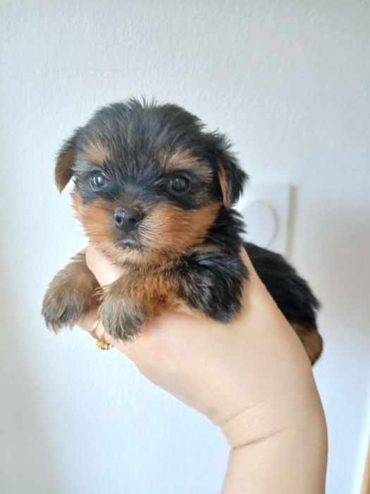 Yorkshire terrier fêmea mini