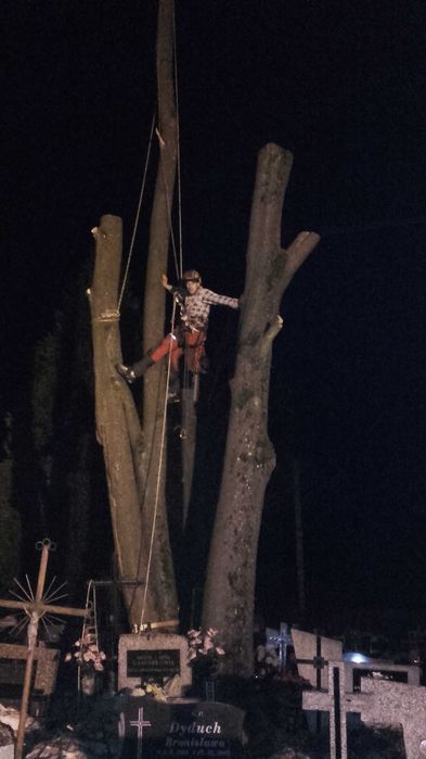 Wycinka drzew, pielęgnacja drzew, czyszczenie działek, usługi rębakiem