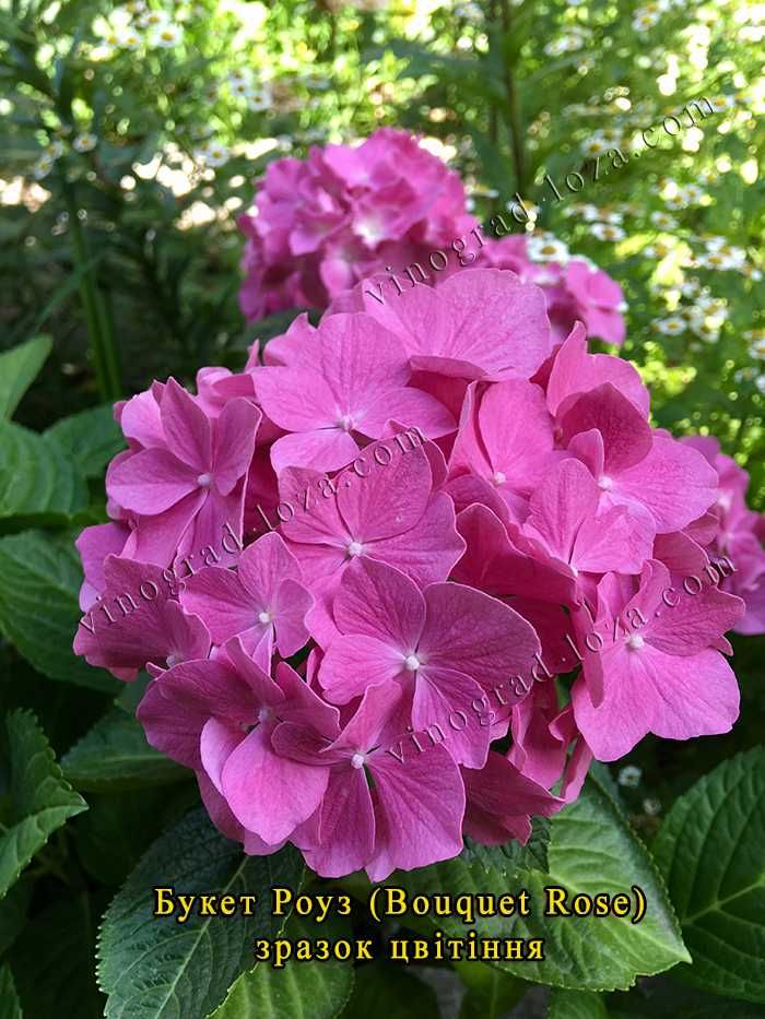 Гортензія великолиста Букет Роуз (Bouquet Rose) — 1 річні саджанці