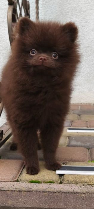 Шпіц шоколадного кольору