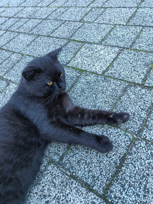 Czarny, duży spokojny kocur szuka swojego miejsca