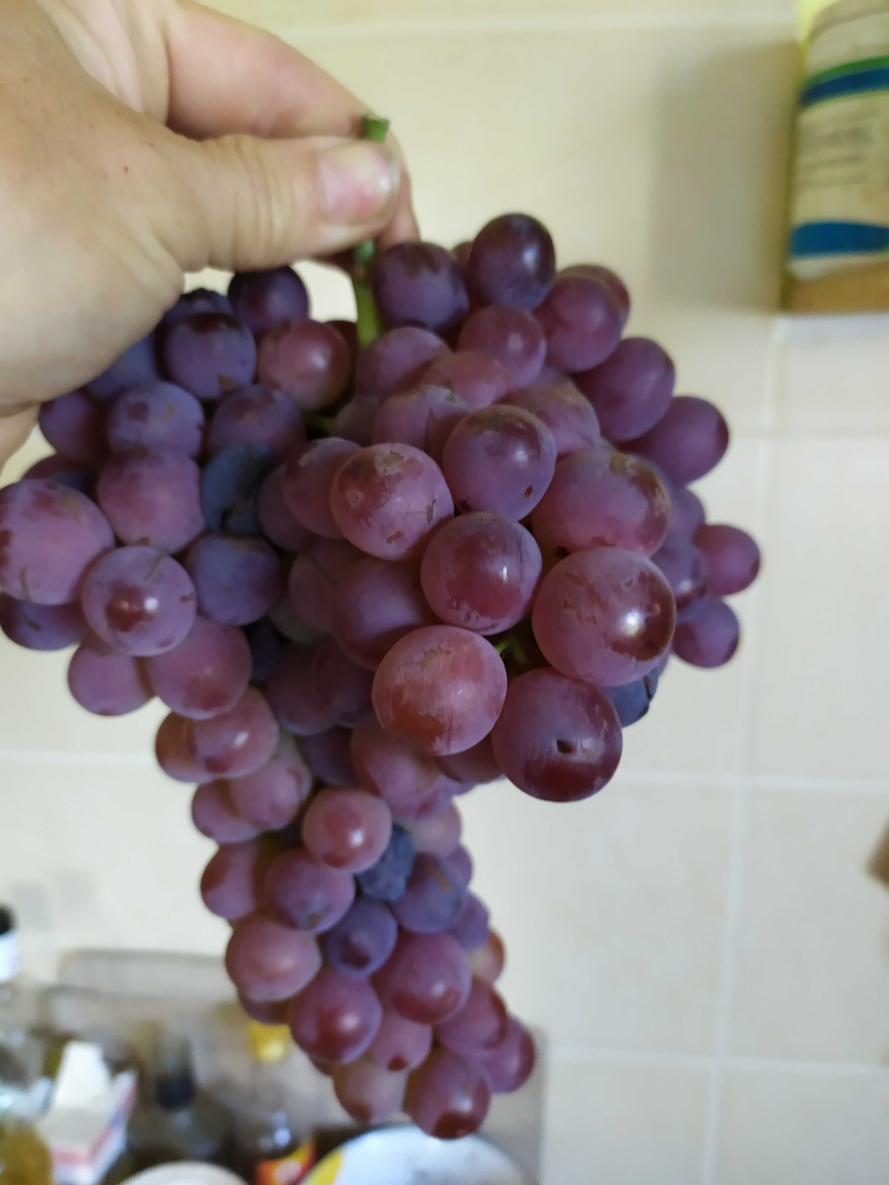 Продам саженцы,черенки винограда