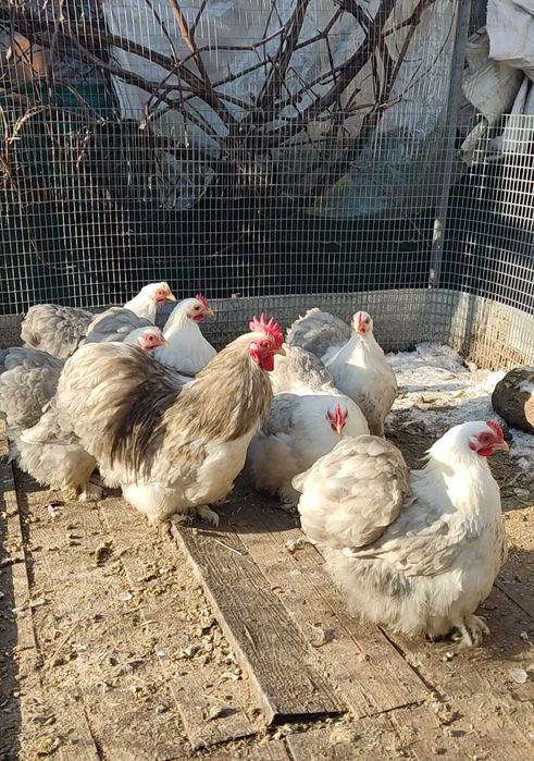 Карликові кохінхіни бобтейл. Інкубаційні яйця,молодь  та дорослі кури