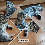 Шотландские котята
