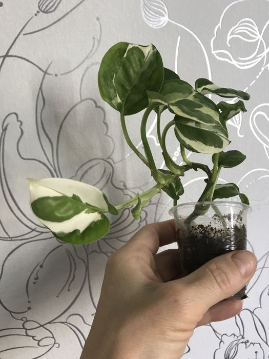 Сциндапсус