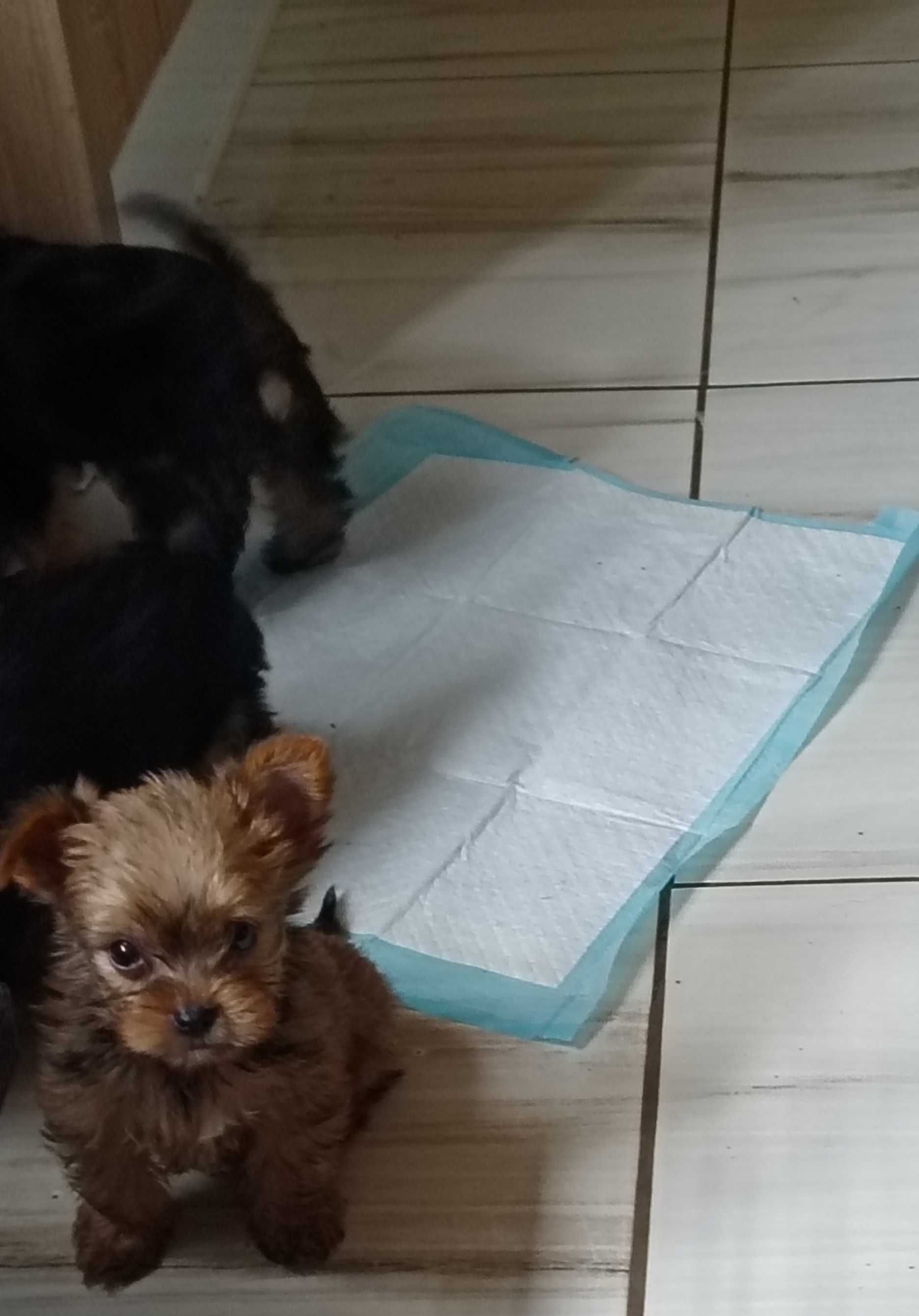 Yorkshire terier mini na krótkich łapkach ok 2kg w dorosłości (samce)