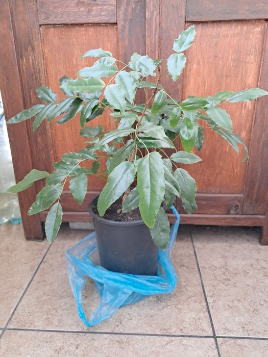 Mahonia pospolita duża sadzonka