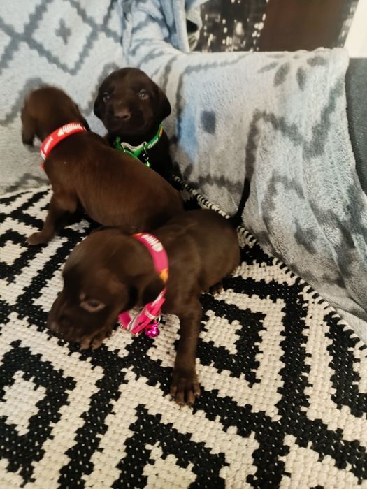 Piesek wyżeł niemiecki krótkowłosy