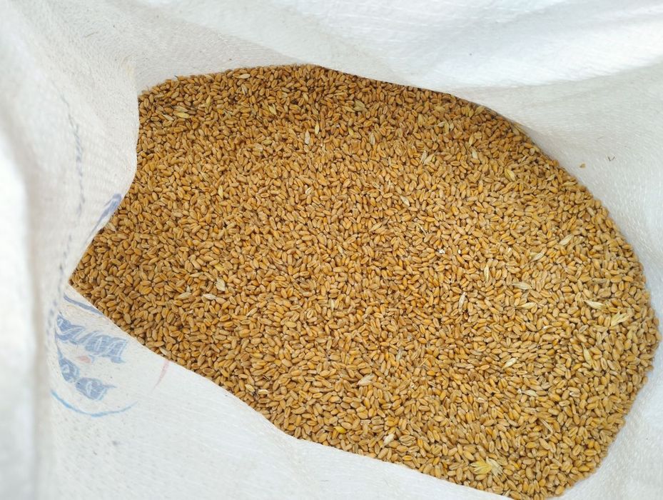 Продам пшеницю 3 т врожай 2025.