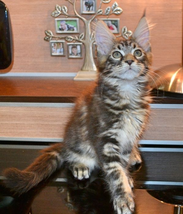 Котенок Мейн-кун элитных кровей,великолепные данные,мальчик и девочка!