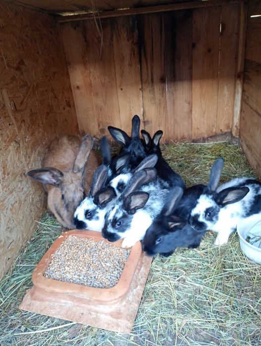 Samica z młodzieżą