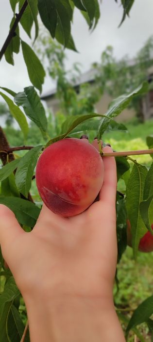 Саджанці персики і абрикоси