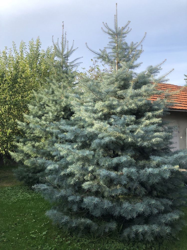 Ялина каліфорнійська конколор Abies concolor Glauca