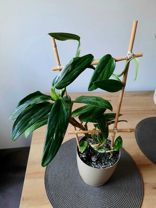 Monstera Standleyana/Cobra variegata, 2 oddzielne pędy
