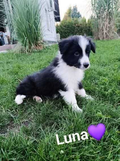 Szczeniaki Border Collie suczki