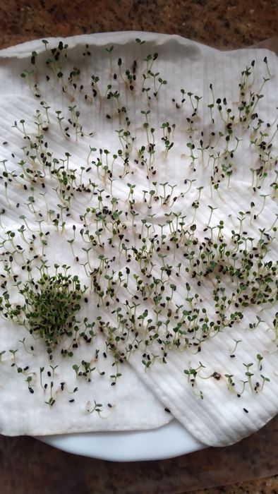 Nasiona melisy zbiór 2025.