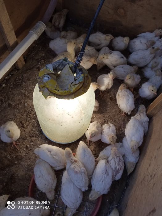 инк.перепелиное яйцо техас, суточные перепелята .