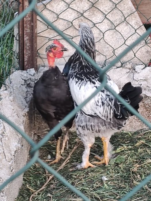 Casal galinhas raça